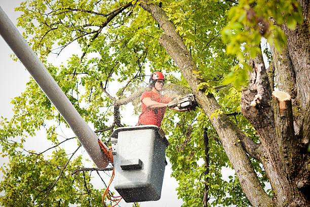 Best Tree Removal Near Me  in Morrilton, AR